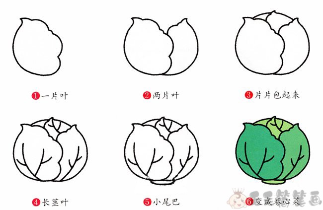 包心菜怎么画,卷心菜简笔画