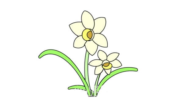 彩色水仙花简笔画画法步骤图解教程