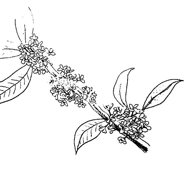 简笔画大全桂花简笔画图片大全2