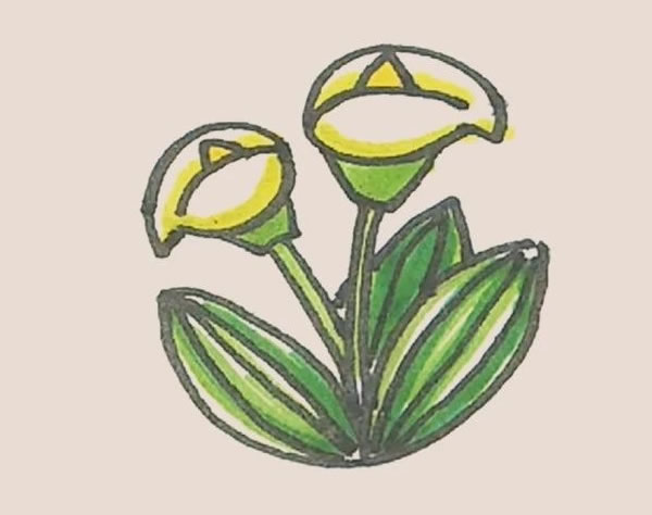马蹄莲植物简笔画