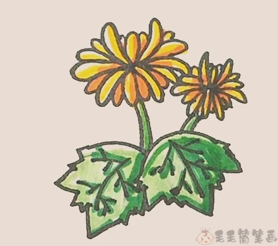 菊花简笔画图片,菊花儿童简笔画步骤