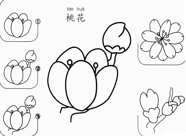 桃花的简笔画教程图片