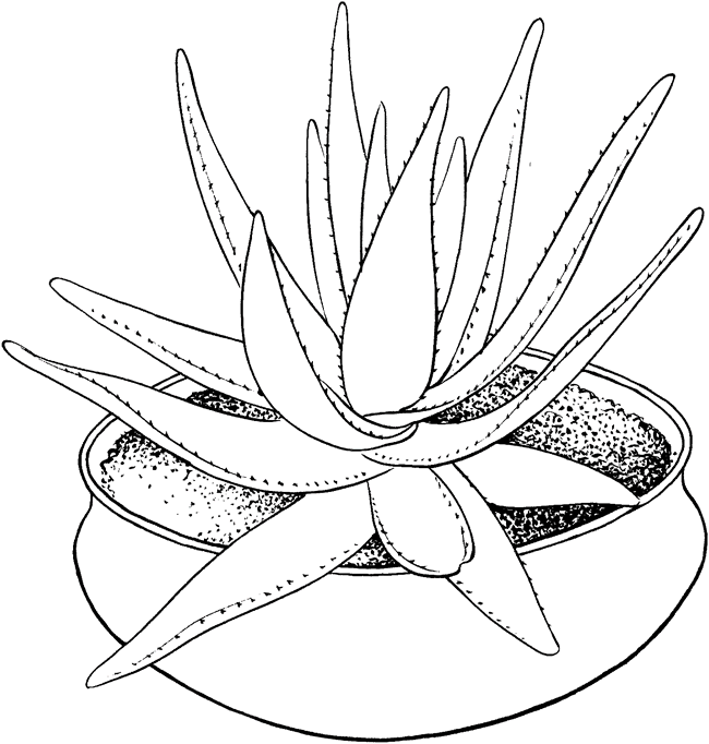 芦荟花简笔画图片