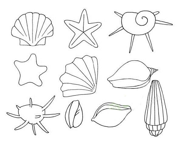 贝壳怎么画壳简笔画画法