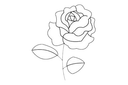 月季花简笔画画法 中级简笔画教程-第7张
