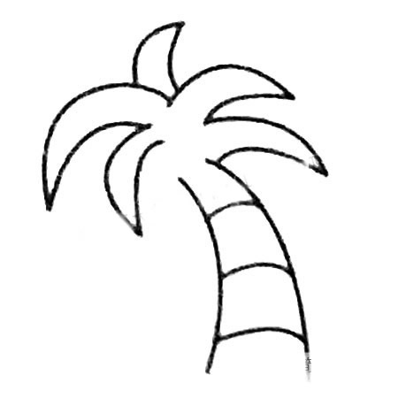 怎么画椰子树好看 简单椰子树画法 初级简笔画教程-第3张