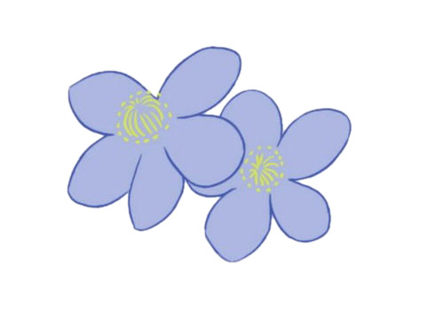 银莲花简笔画的画法,植物简笔画彩色 中级简笔画教程-第6张