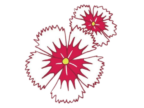 石竹花简笔画的画法 初级简笔画教程-第6张