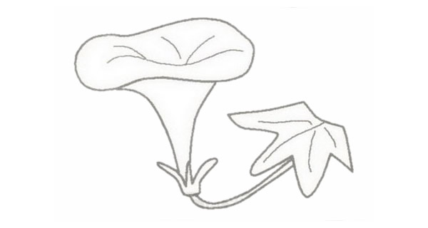 牵牛花简笔画的画法步骤图教程 植物-第4张