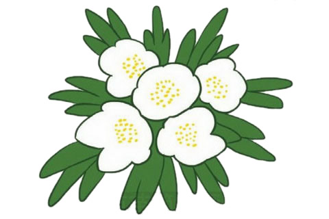 银莲花简笔画的画法,植物简笔画彩色 中级简笔画教程-第1张