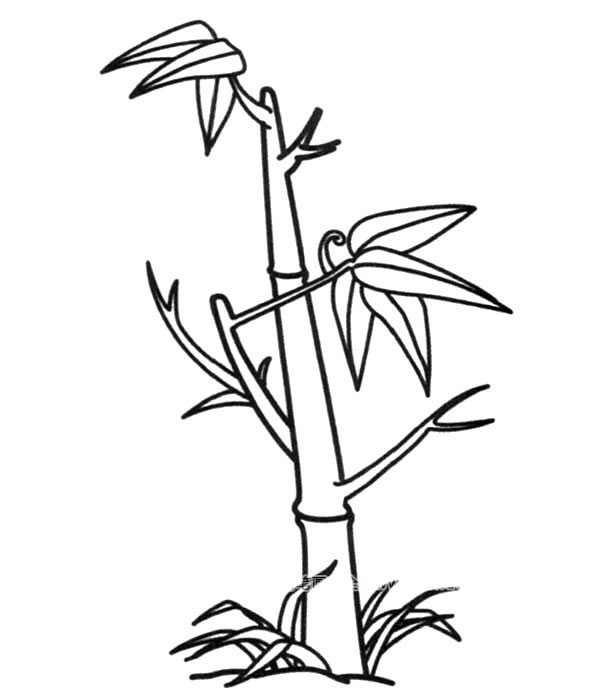 竹子简笔画图画 植物-第1张