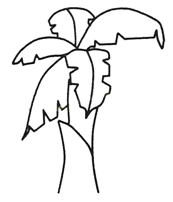少儿简笔画大全 漂亮的芭蕉树简笔画图画 植物-第3张