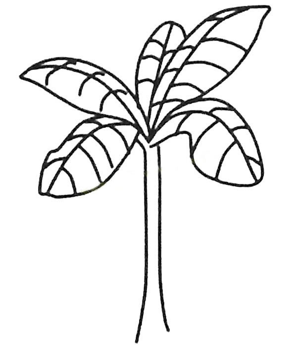 少儿简笔画大全 漂亮的芭蕉树简笔画图画 植物-第2张