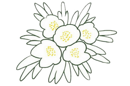 银莲花简笔画的画法,植物简笔画彩色 中级简笔画教程-第4张