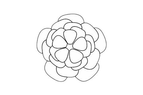 月季花简笔画画法 中级简笔画教程-第1张