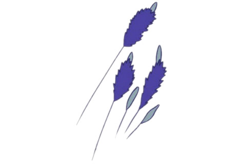 儿童简笔画薰衣草彩色画法 中级简笔画教程-第1张