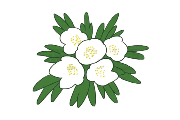 银莲花简笔画的画法,植物简笔画彩色 中级简笔画教程-第5张