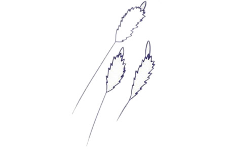 儿童简笔画薰衣草彩色画法 中级简笔画教程-第4张