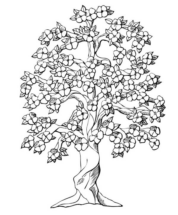 盛开的大树简笔画图画 植物-第1张