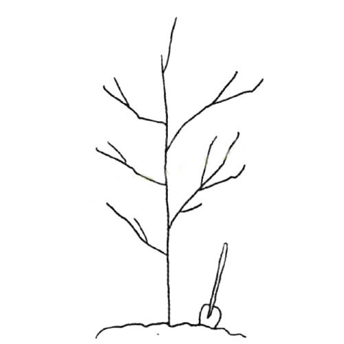 【种树简笔画】春天植树简笔画图画 植物-第1张