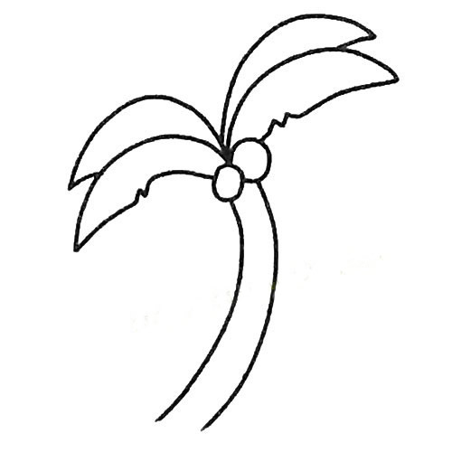 椰子树简笔画 椰子树怎么画 中级简笔画教程-第4张