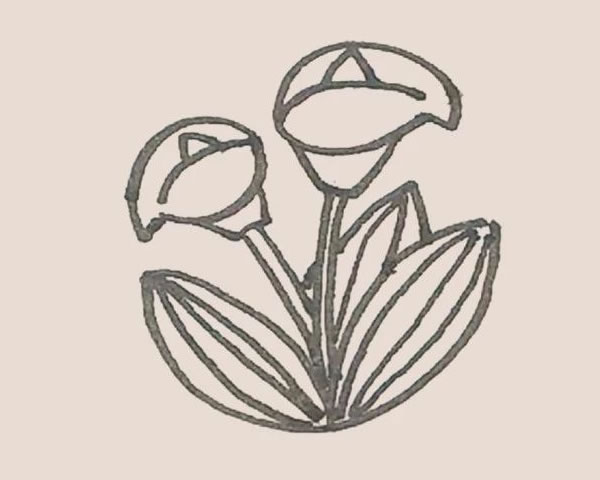 马蹄莲植物简笔画 中级简笔画教程-第7张