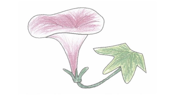 牵牛花简笔画的画法步骤图教程 植物-第1张