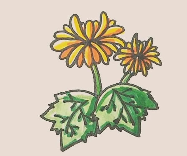 菊花简笔画画法步骤图 中级简笔画教程-第1张