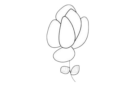 月季花简笔画画法 中级简笔画教程-第9张