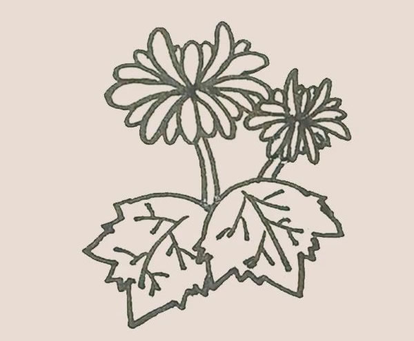 菊花简笔画画法步骤图 中级简笔画教程-第10张