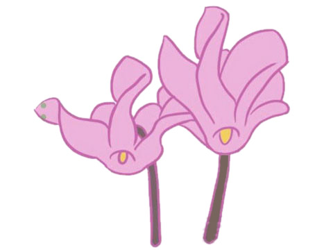 仙客来鲜花简笔画的画法 初级简笔画教程-第6张