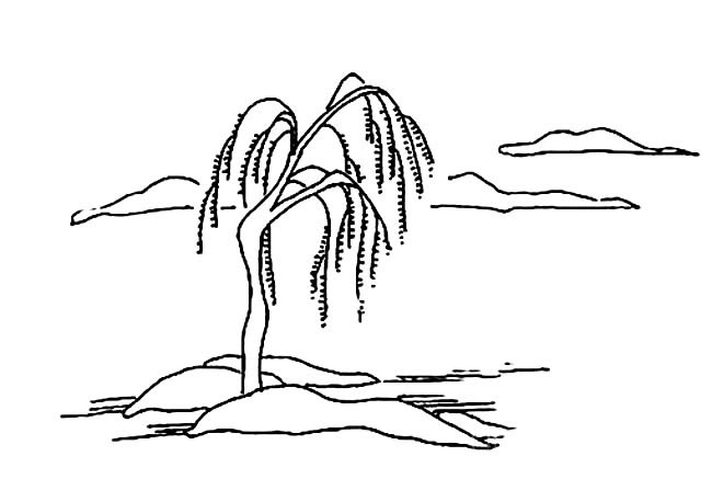 柳树简笔画 河边柳树简笔画图画 植物-第1张