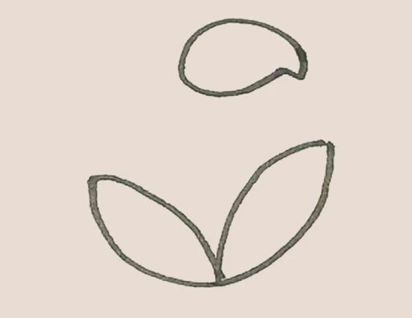 马蹄莲植物简笔画 中级简笔画教程-第3张