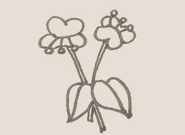 蝴蝶兰花朵简笔画的画法 中级简笔画教程-第9张
