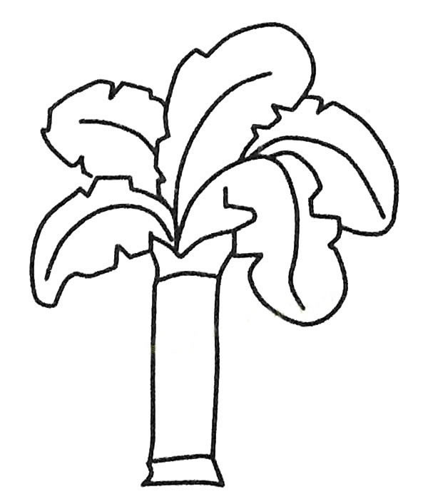少儿简笔画大全 漂亮的芭蕉树简笔画图画 植物-第6张
