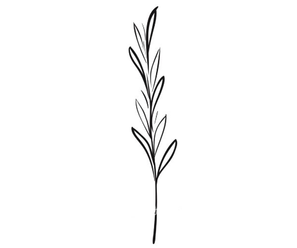 9款漂亮的叶子简笔画图画 叶子的简单画法大全 植物-第4张