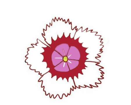 石竹花简笔画的画法 初级简笔画教程-第7张