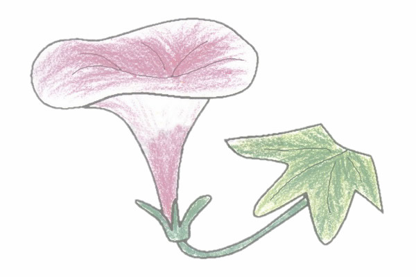 牵牛花简笔画的画法步骤图教程 植物-第5张