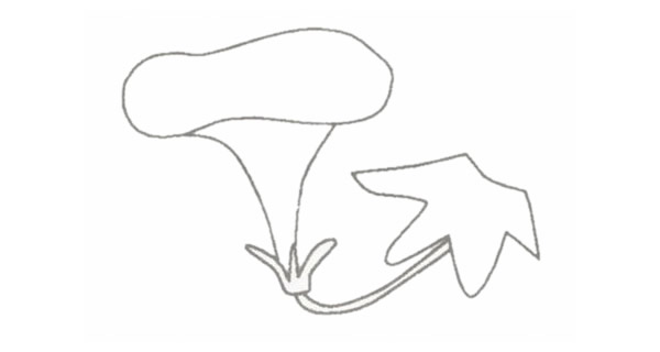 牵牛花简笔画的画法步骤图教程 植物-第3张