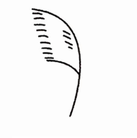 芦苇的画法 儿童简笔画芦苇画法 初级简笔画教程-第4张