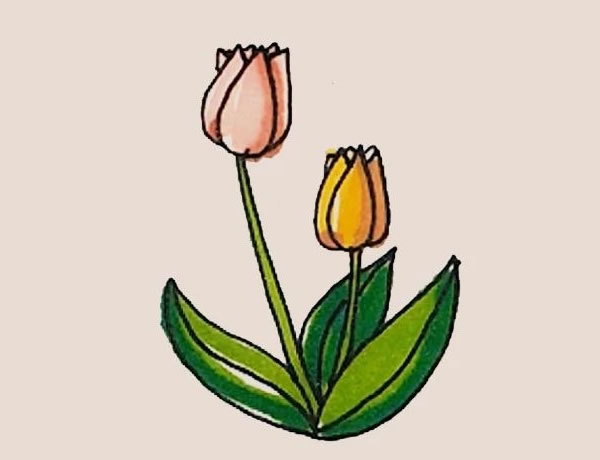 郁金香简笔画的画法图解 中级简笔画教程-第1张