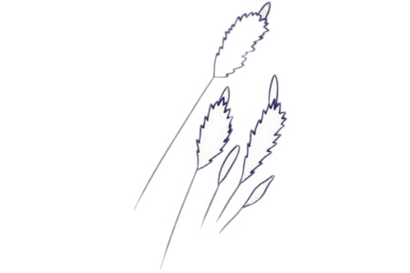 儿童简笔画薰衣草彩色画法 中级简笔画教程-第5张