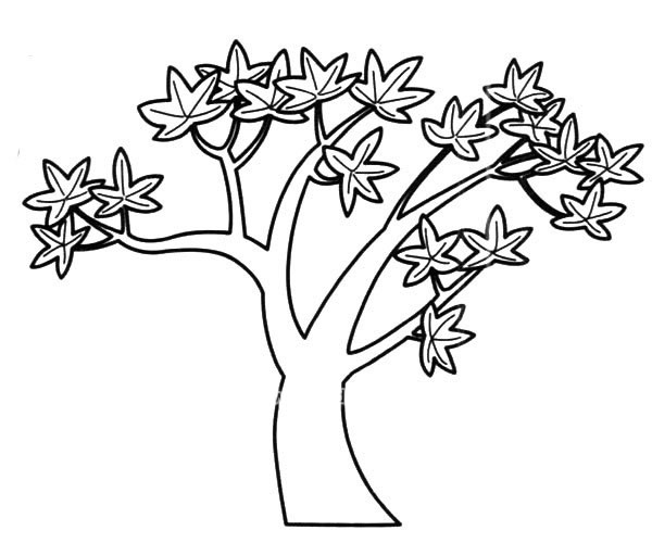 简单的枫树简笔画图画_枫树是画法步骤 植物-第1张