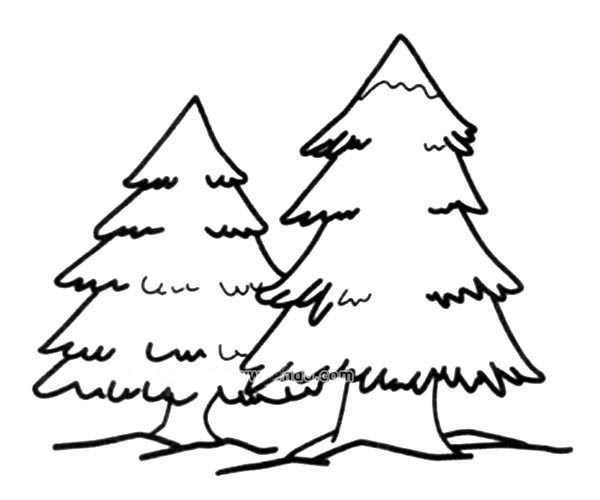 两颗松树简笔画图画_松树的简单画法 植物-第1张