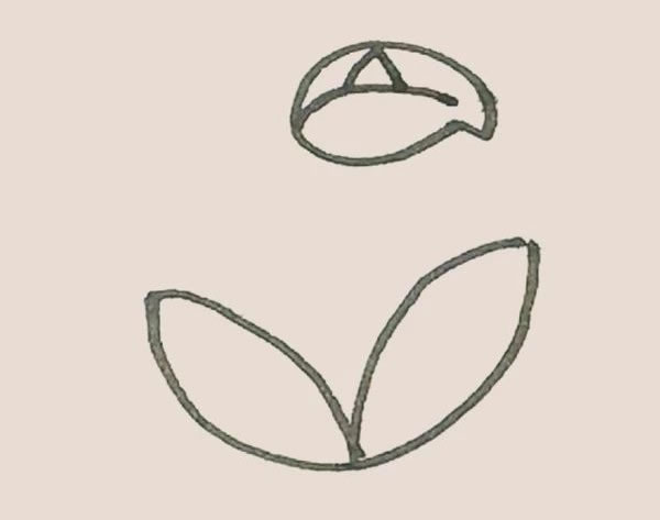 马蹄莲植物简笔画 中级简笔画教程-第4张