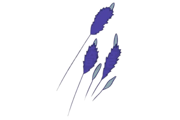 儿童简笔画薰衣草彩色画法 中级简笔画教程-第6张