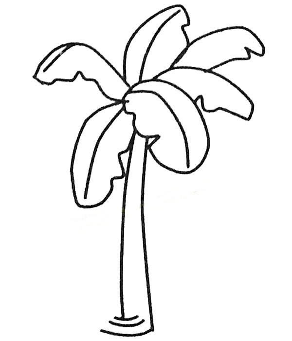 少儿简笔画大全 漂亮的芭蕉树简笔画图画 植物-第5张