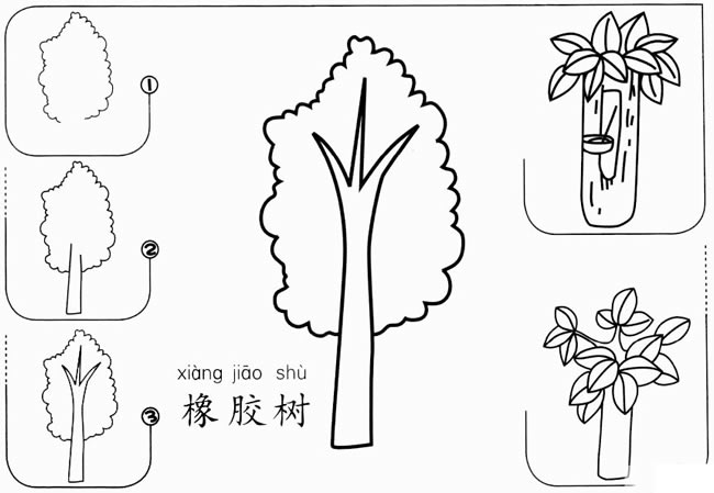 简笔画橡胶树画法步骤 海南橡胶树图片简笔画 植物-第1张