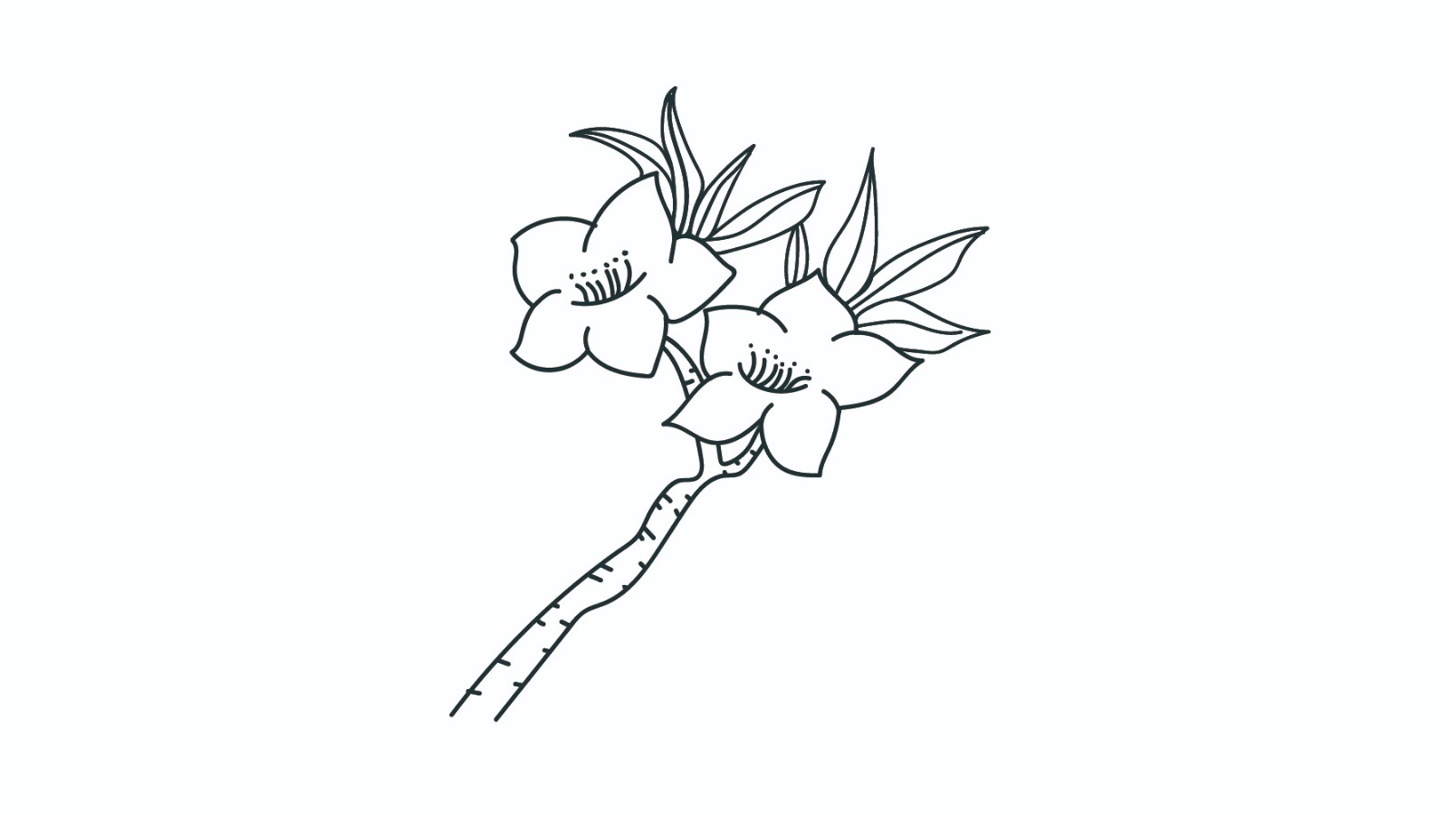 桃花简笔画怎么画 桃花简笔画步骤 中级简笔画教程-第4张