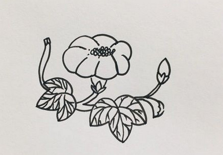 牵牛花怎么画简笔画又漂亮 中级简笔画教程-第4张